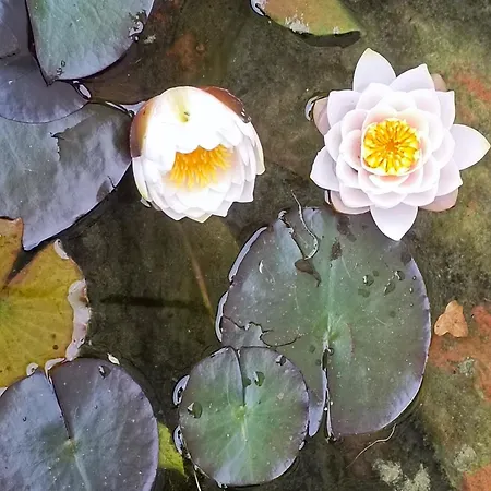 Le Reflet Du Trefle